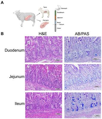 Paneth cell ontogeny in term and preterm ovine models